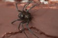 /album/theridiidae/steatoda-grossa-m-jpg/
